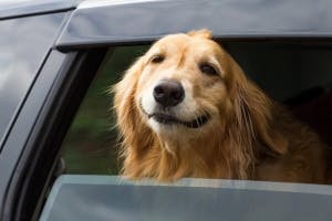 Hundehaftplicht: Wer haftet für vom Tier verursachte Schäden im Auto?