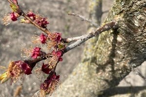 Hagelversicherung: Schwere Frostschäden im Obstbau