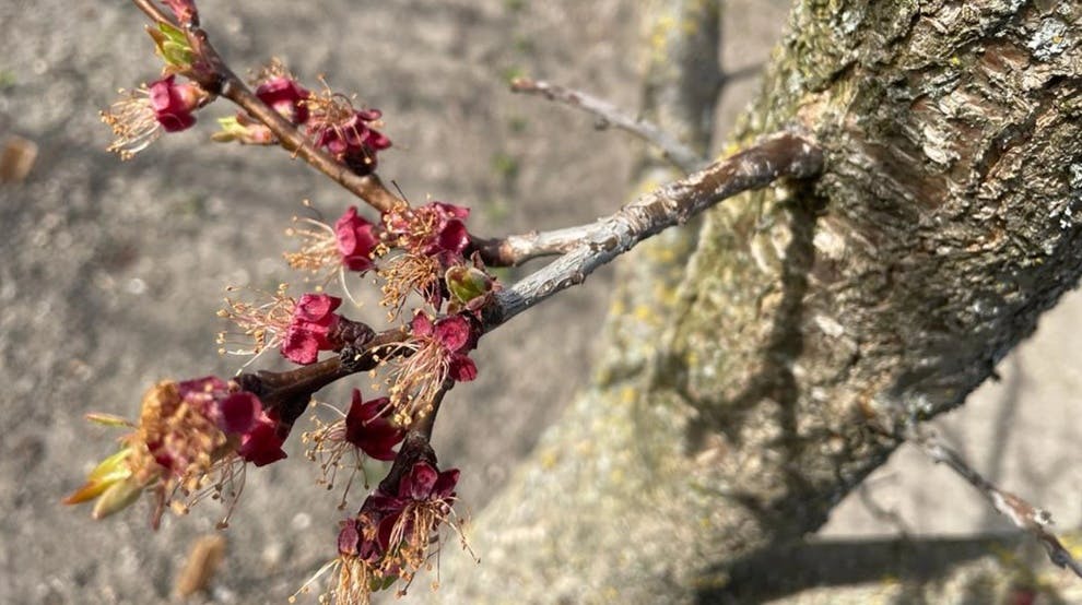 Hagelversicherung: Schwere Frostschäden im Obstbau