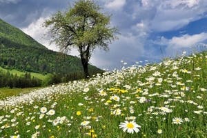 Generali fördert Artenvielfalt in Niederösterreich