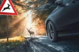 VVO: Alle 7 Minuten passiert ein Wildunfall auf Österreich Straßen