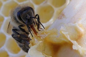 VAV Versicherungs-AG unterstützt größte Bienenschutzinitiative in Österreich