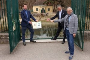 HDI übernimmt Tierpatenschaft für Zebras im Tiergarten Schönbrunn