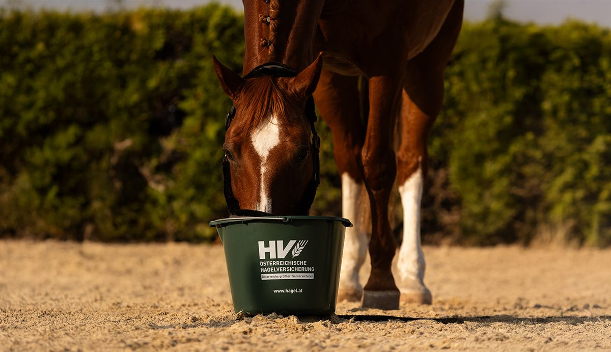 Pferdeversicherung-Potenzial-f-r-Maklerinnen-und-Makler-nutzen